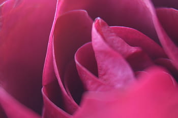 rose-romance-macro-romantic-royalty-free-thumbnail.jpg