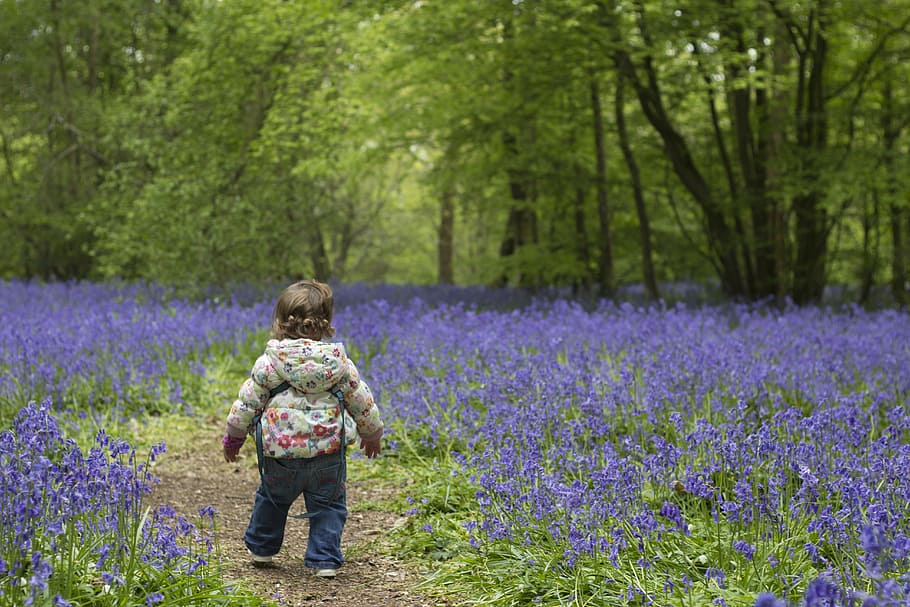 toddler, surrounded, bed, lavender, flowers, bluebells, spring, child, young, blue