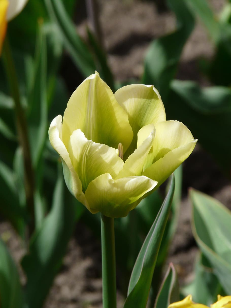 Tulip, Flower, Bloom, White, Tumor, white tumor, tulips, tulpenbluete, flowers, tulip field