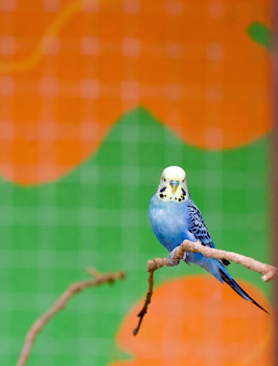 pássaro, periquito, periquito australiano, azul, bonitinho, animal, animal de estimação, gaiola, enjaulado, em cativeiro