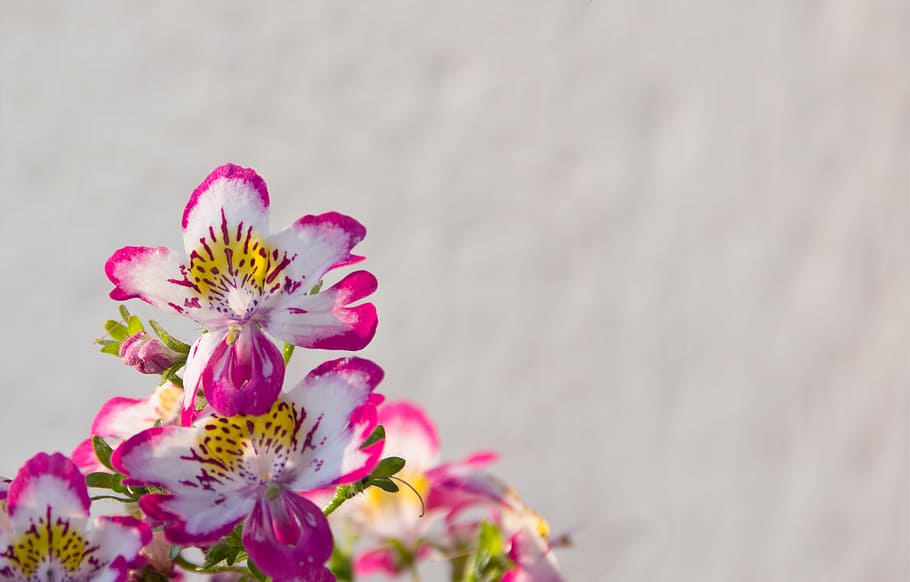 foto, flores de pétalos blanco-amarillo-y-rosa, bauernorchidee, planta de balcón, rosa, blanco, flores, primavera, planta floreciendo, flor