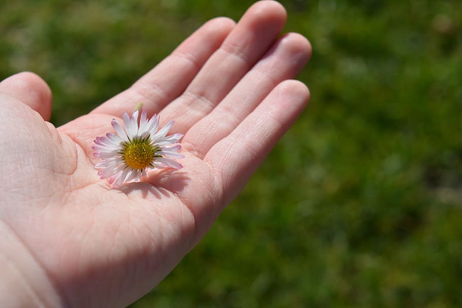 hand, daisy, satisfaction, white, blossom, bloom, keep, human hand, human body part, plant