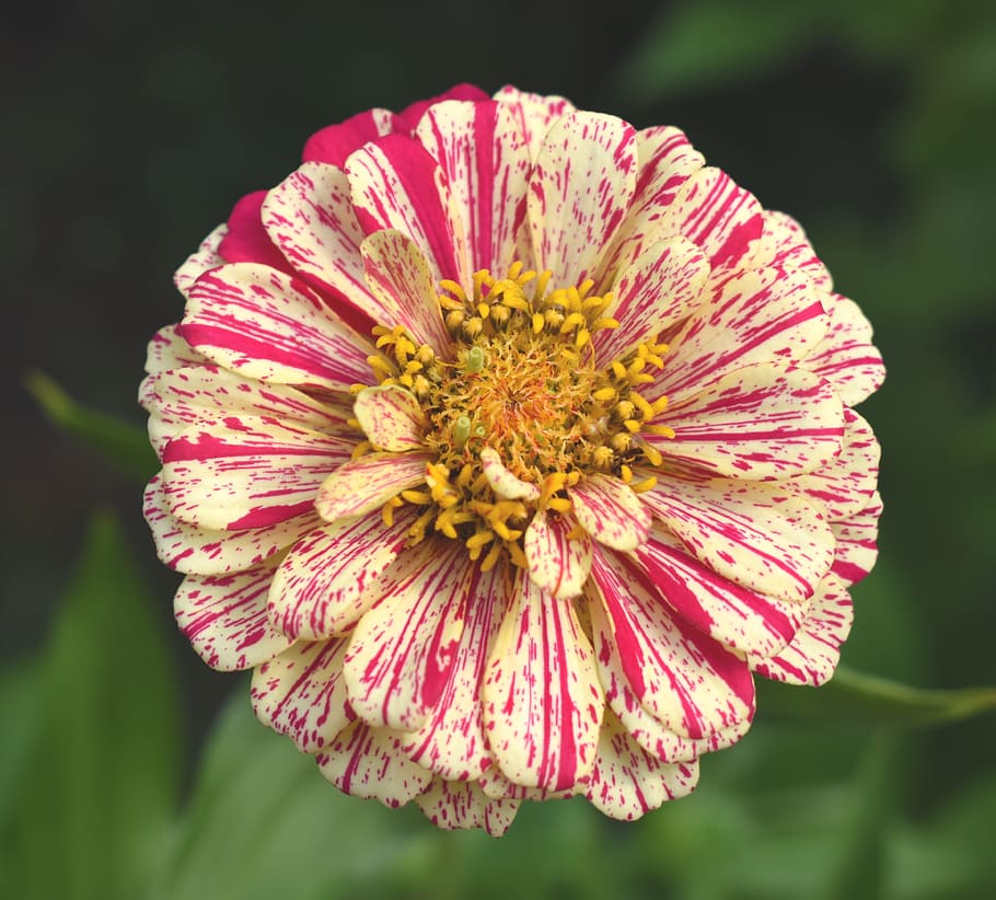 Zinnia angustifolia