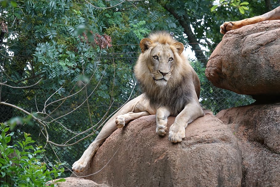 lion, reclining, boulder, king of beast, predator, animal, zoo, dangerous, cat, animal themes