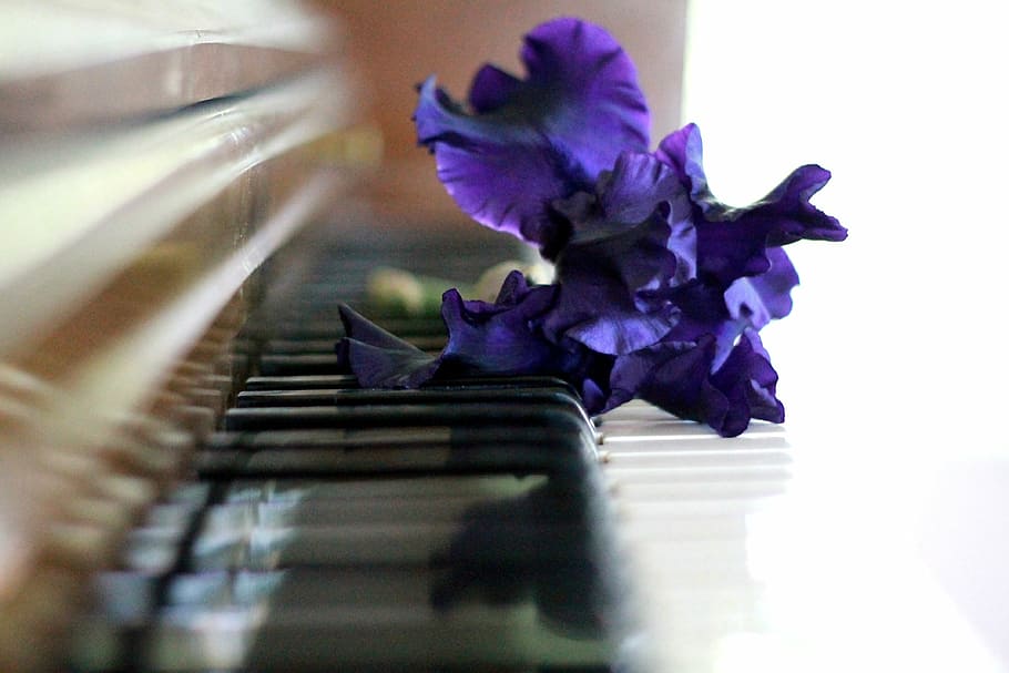 purple, iris flowers, piano keys, piano, iris on piano, flower on piano, flower, classical, classic, music