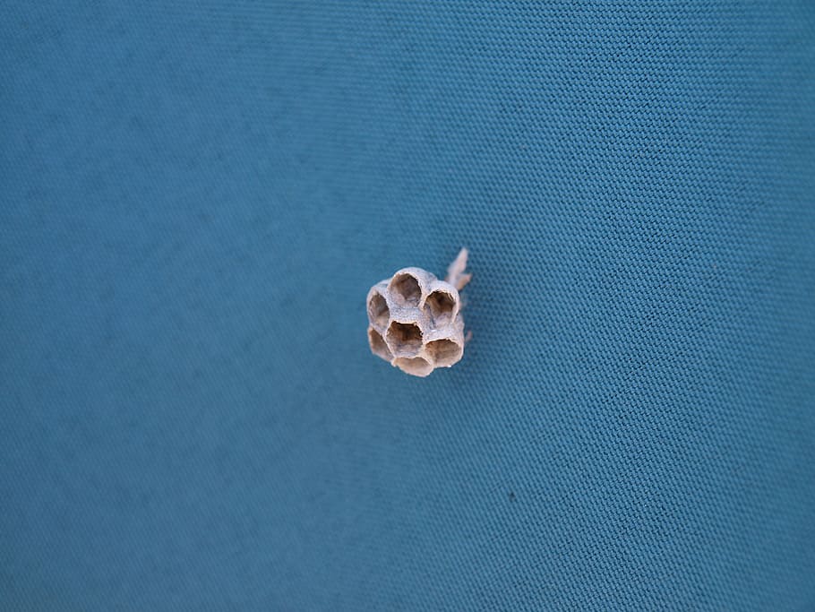 wasps' nest, blue, nest, wasps, diaper, close-up, indoors, high angle view, nature, animal