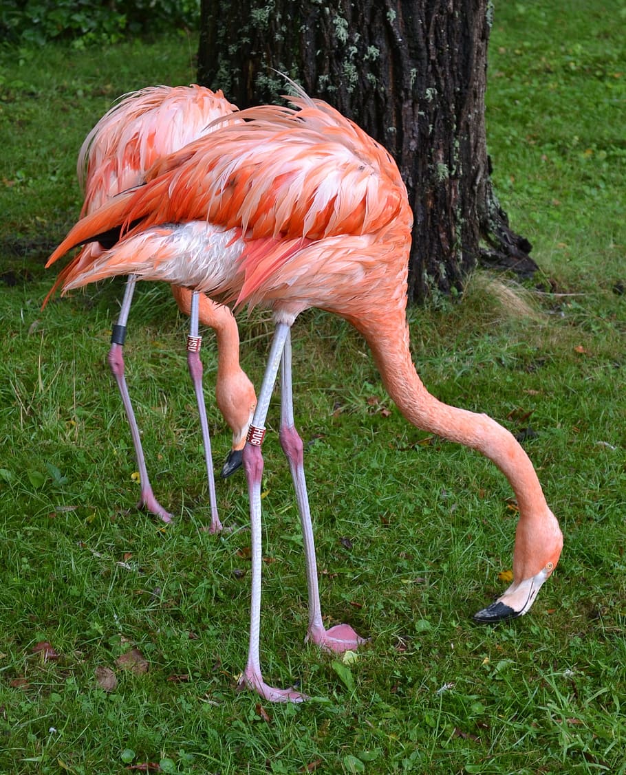 flamingo, american flamingo, caribbean flamingo, wading bird, bird, animal themes, animal, animal wildlife, vertebrate, animals in the wild