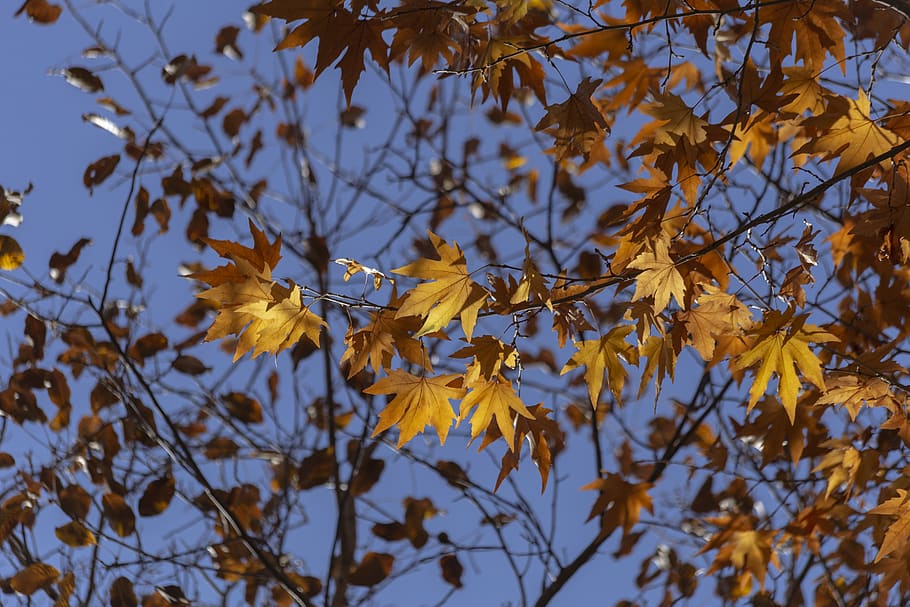 autumn, fall, nature, tree, colorful, trees, qom province, iran nature, canon photos, mostafa meraji