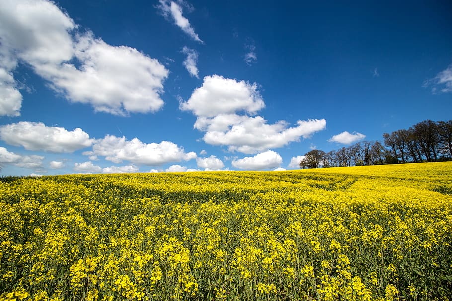 Meadow, Field, Yellow, field of rapeseeds, landscape, rape blossom, agriculture, spring, blue, rare plant