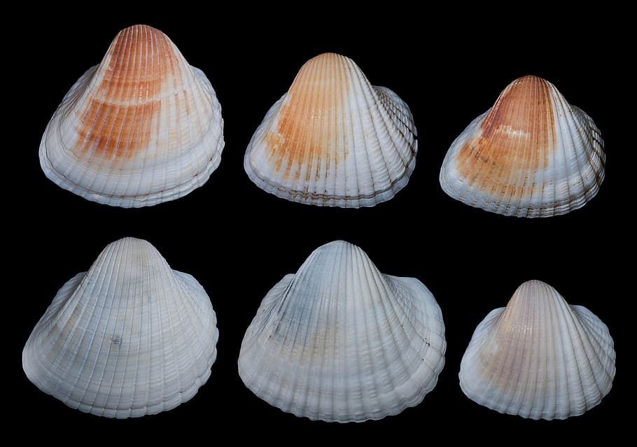 anadara brailiana, shells, seashells, seashell, isolated, macro, beautiful, studio shot, shell, black background