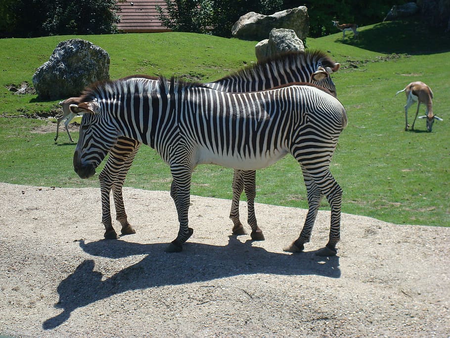 Zebra, Animal, Zoo, Stripes, Equine, striped, shadow, day, animal themes, outdoors