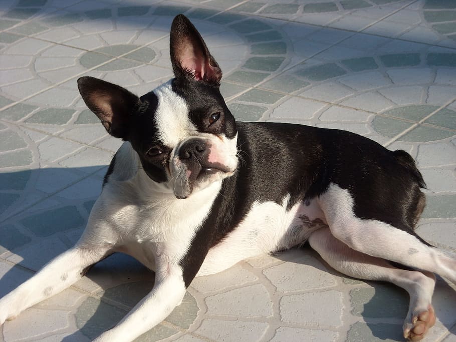 short-coated, black, white, dog, lying, pavement, canine, boston, terrier, animal