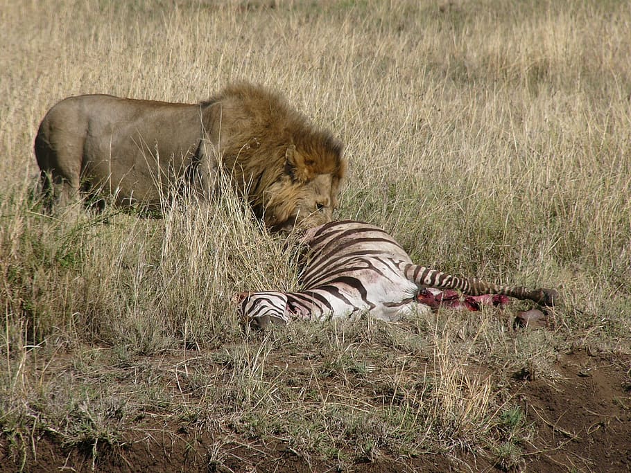 Хищник, Лев, Зебра, Холодный, национальный парк масаи мара, кения, природа, дикая, африка, охота