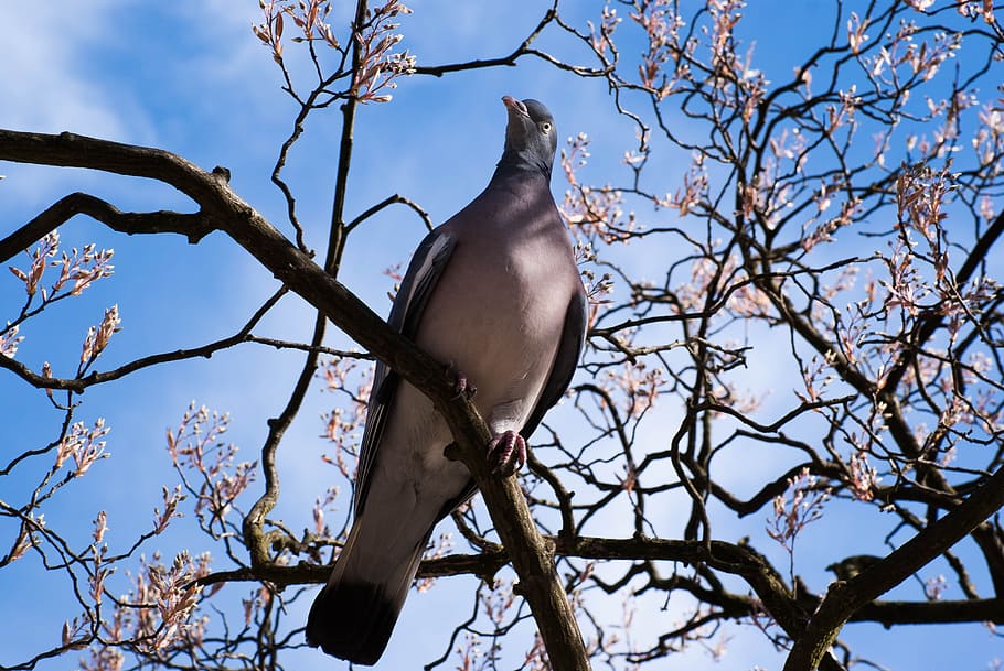 Dove, Spring, Bird, Feather, spring flowers, clouds, branch, animal wildlife, bare tree, animals in the wild