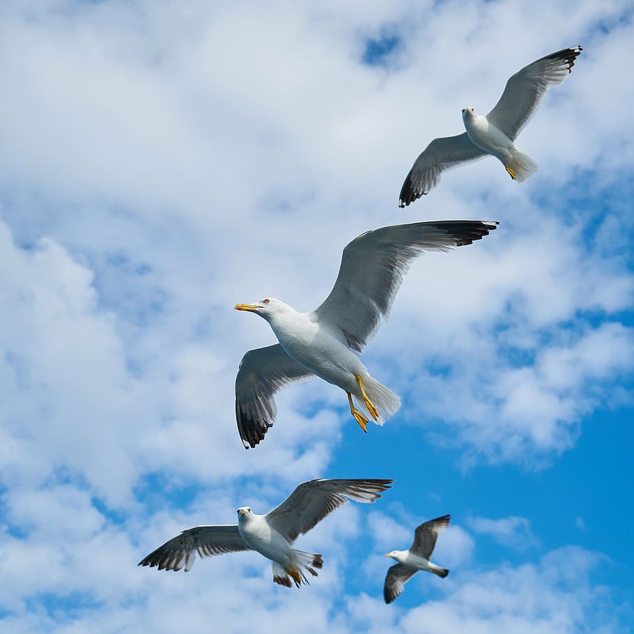 four, white-and-gray, flying, doves, cloudy, sky, seagull, bird, beautiful, nature