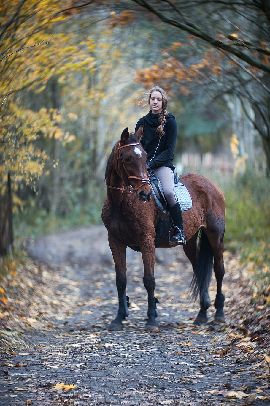 woman, riding, horse, tree, raod, the horse, autumn, horses, animal, landscape