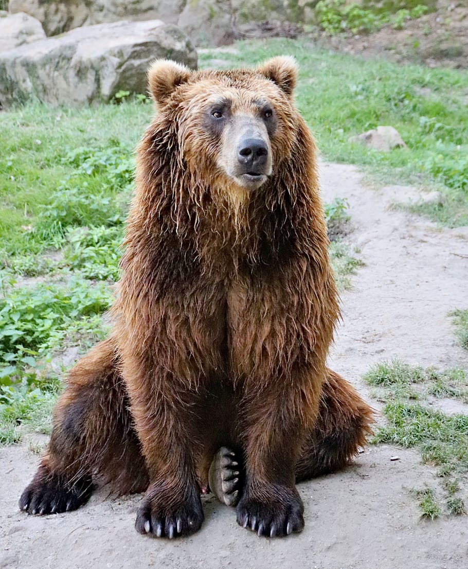 bear, brown, kamchatka, beast, animal, mammal, sitting, zoo, animal wildlife, animals in the wild