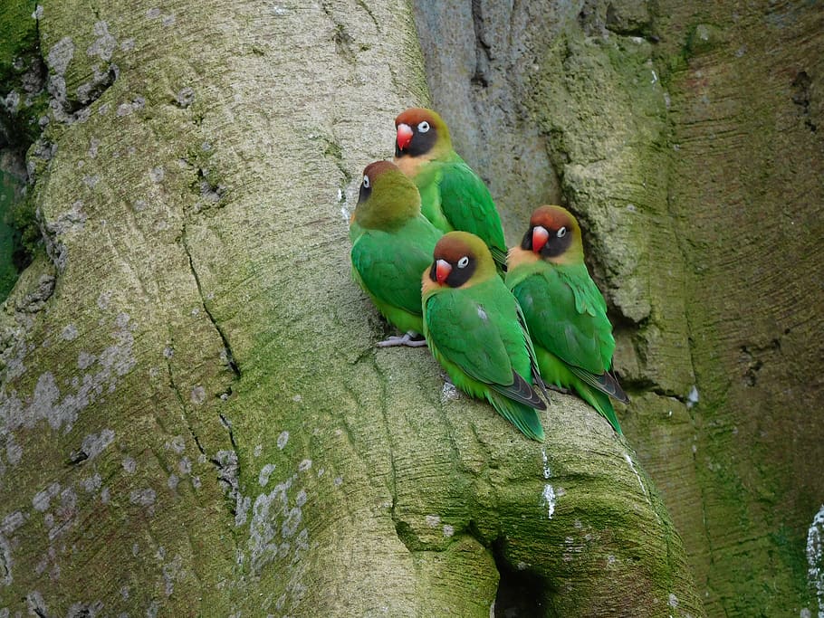 lovebirds, love birds, eclectus parrot, parrot, green, color, agapornis, family, bird, colorful