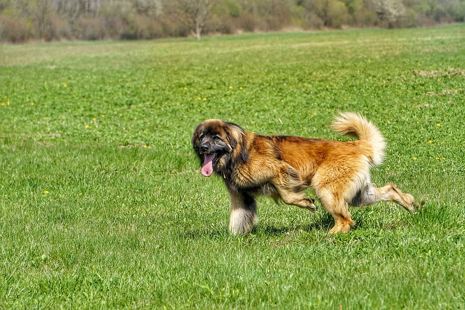 Leonberger, perro, naturaleza, hierba, mascotas, un animal, animales domésticos, animal, color verde, temas de animales