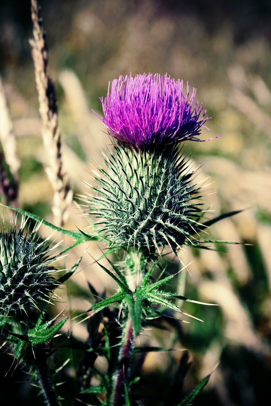 skotlandia, thistle, bunga, tanaman berbunga, tanaman, kesegaran, keindahan di alam, pertumbuhan, fokus pada latar depan, close-up
