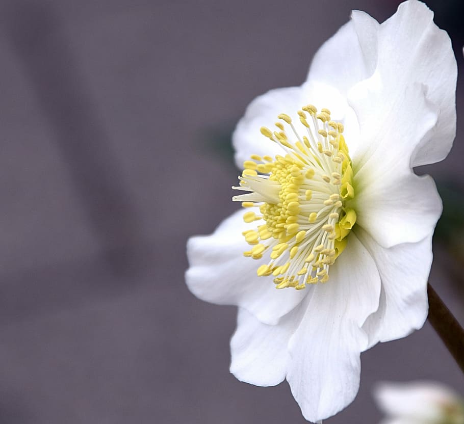 selective, focus photography, white, petaled flower, bloom, christmas rose, blossom, flower, nature, winterblueher