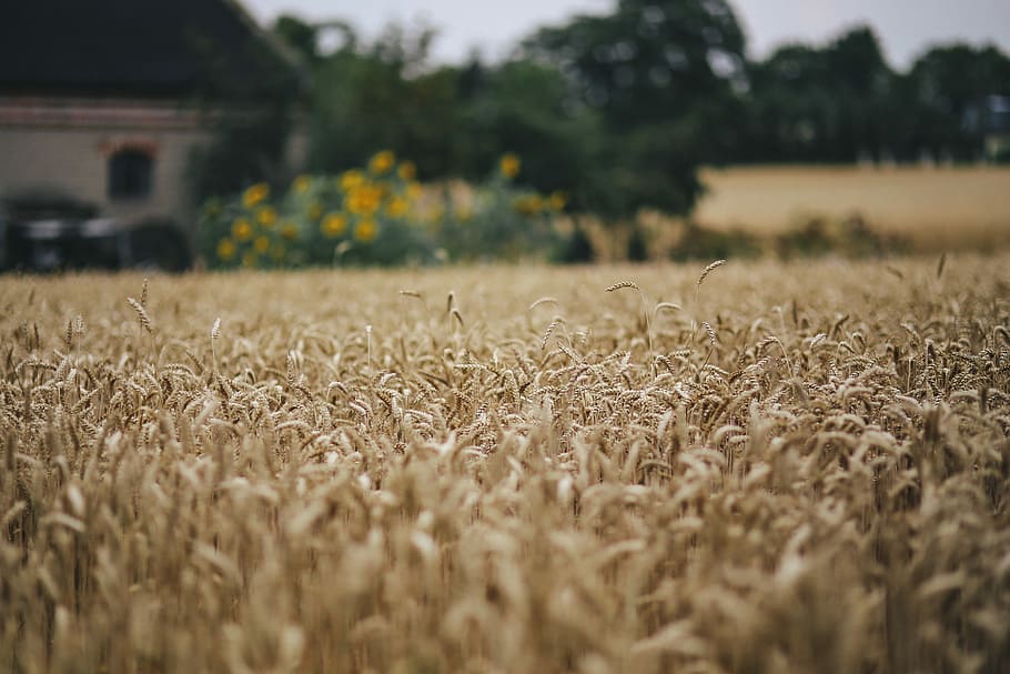 Golden grain, summer, gold, golden, grain, field, wheat, countryside, agriculture, rural Scene