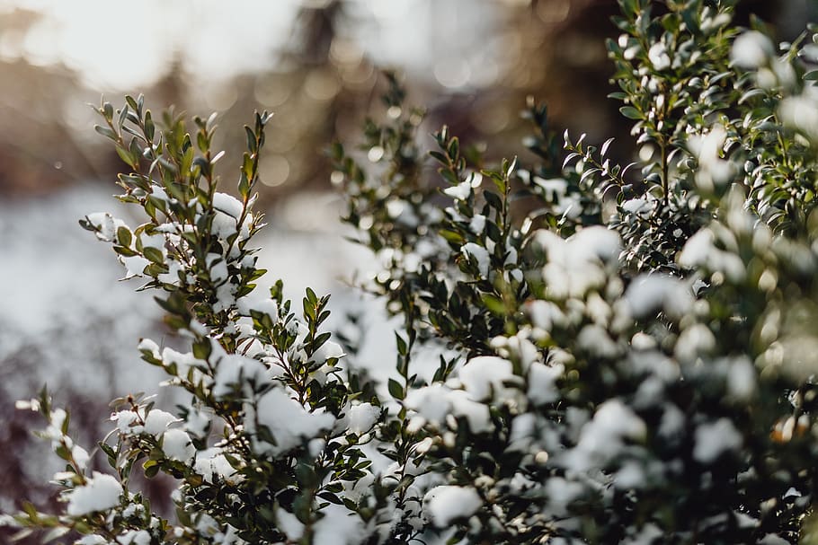 buxus, snow, winter, Boxwood, covered, fresh, plant, beauty in nature, growth, day