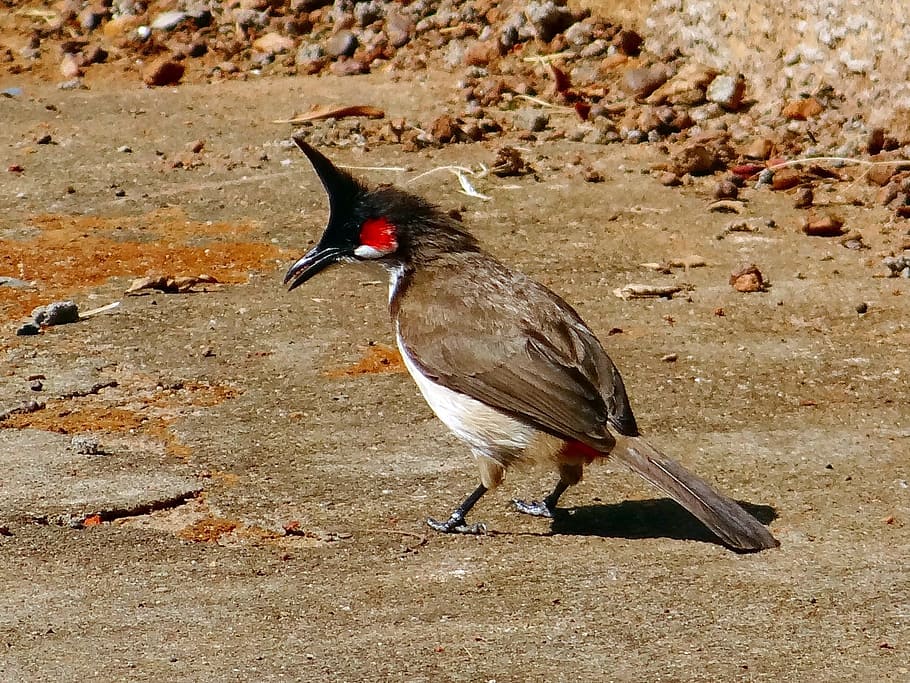 Bulbul, Red, Whiskered, Bird, Fly, Wings, red-whiskered, feather, wildlife, beak