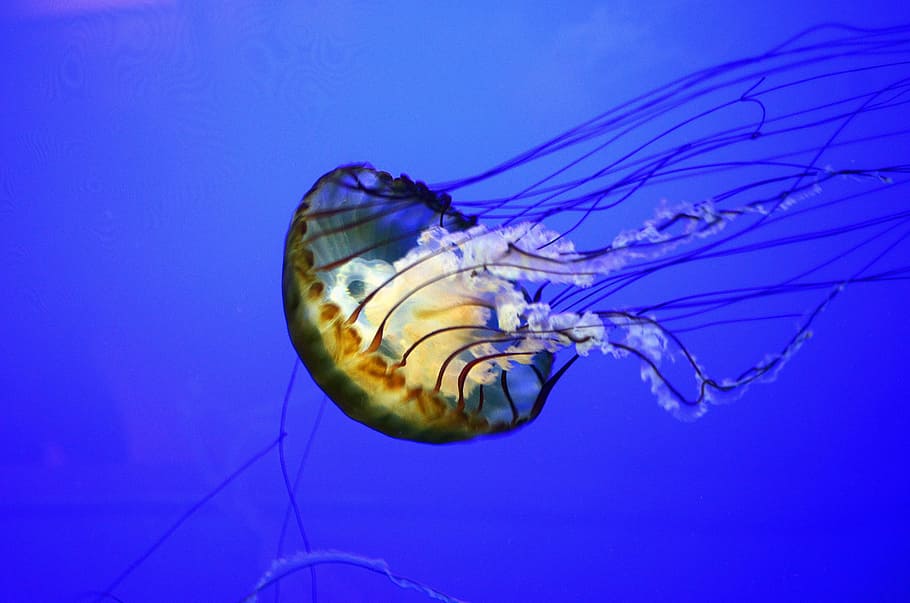 black, white, jellyfish, jelly fish, sea, fish, jelly, water, ocean, underwater