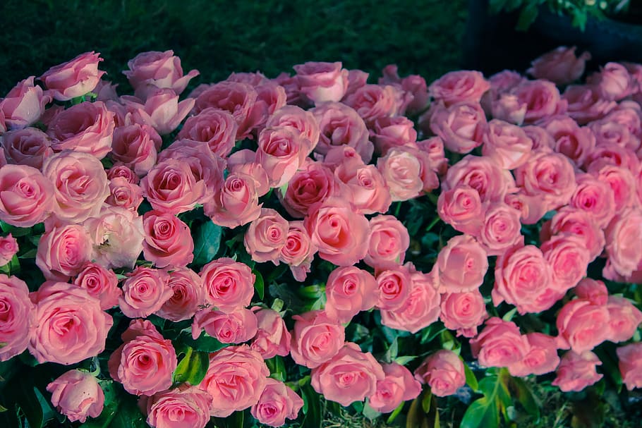rosa rosa plantas, flores, bonitas flores, hermosas flores, rosas, rosa,  cama de flores, flor, planta floreciendo, planta | Pxfuel