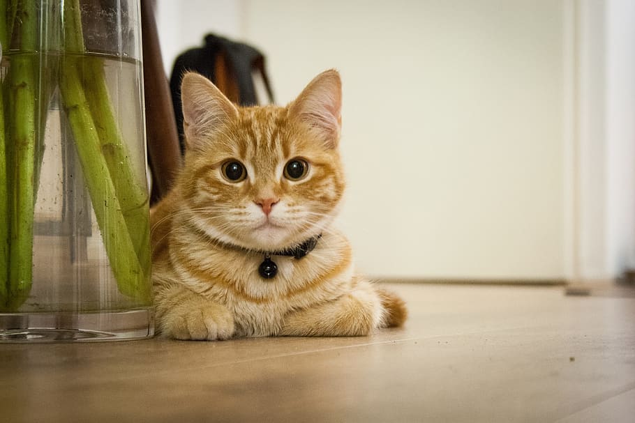 fotografía de retrato, naranja, atigrado, gato, marrón, de madera, pisos, gato joven, gatito, gato doméstico