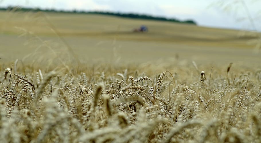 corn, field, ears, harvest festival, village, agriculture, triticale, wheat, summer, nature