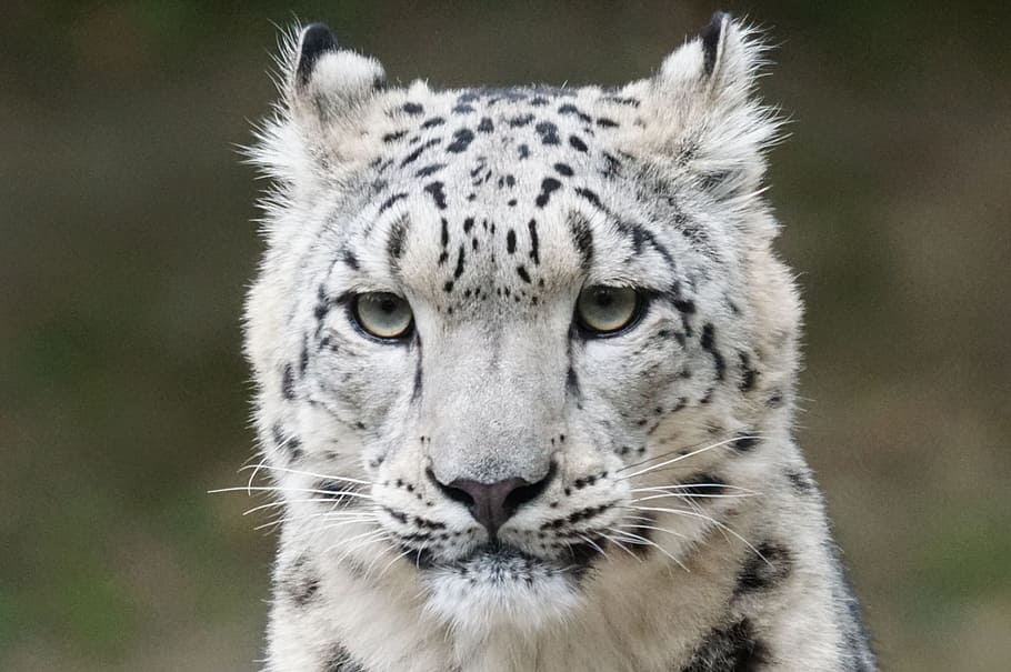 shallow, focus photo, white, black, tiger, shallow focus, black tiger, snow leopard, portrait, predator