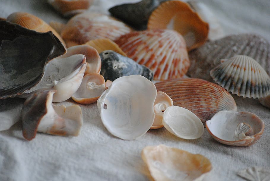 sea shells, spilled out, nature, summer, beach, sand, spilling, white, sea, nobody