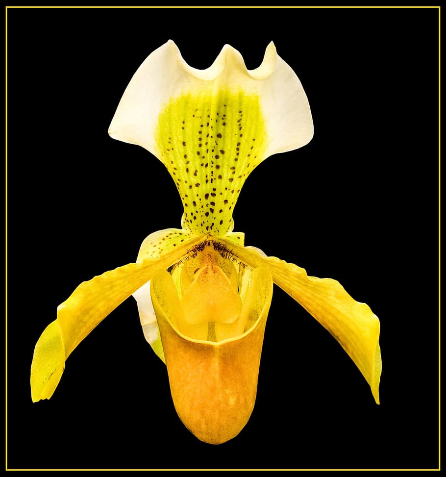 orchid, blossom, bloom, flower, yellow white, studio shot, black background, yellow, freshness, indoors