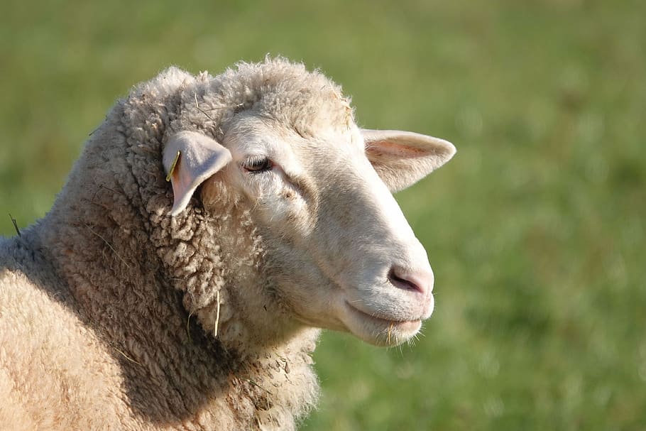 Cereal mantener intervalo oveja, cabeza de oveja, retrato de oveja, cara de oveja, retrato de animal,  lana, ganado, mamífero, cabeza, pasto | Pxfuel
