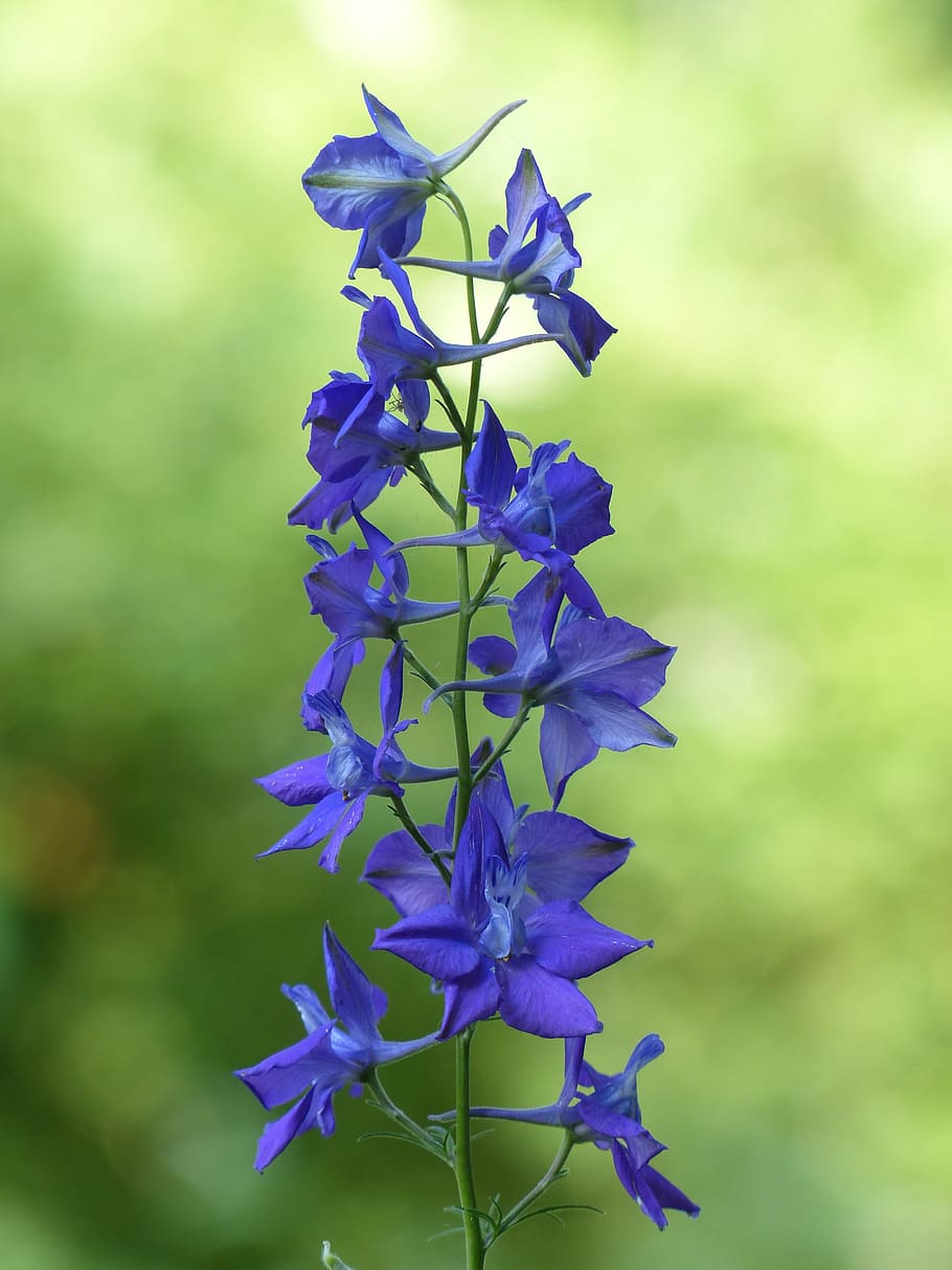 purple flowers, flower, blossom, bloom, blue, garden feldrittersporn, consolida ajacis, garden larkspur, hyacinth large, larkspur