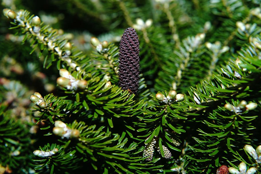 fir, tannenzweig, green, branch, pine cones, pine needles, needles, periwinkle, macro, tap