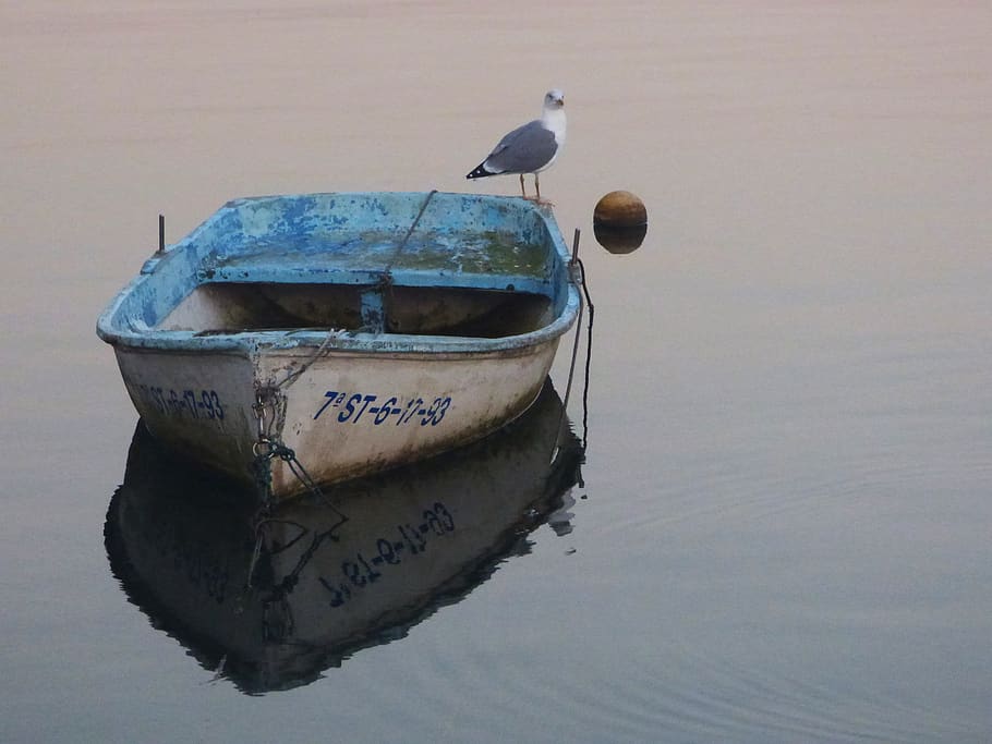sea, seagull, barca, reflection, fishing, birds, wings, sky, pen, seagulls