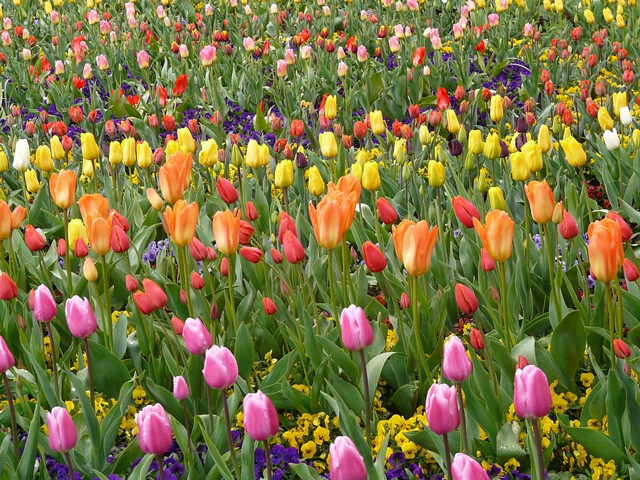 tulip field, tulpenbluete, colorful, colourful, flowering plant, flower, plant, beauty in nature, growth, freshness