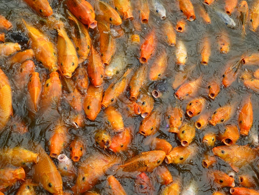 close, school, orange, fish, close up, orange fish, koi, goldfish, asian, pond