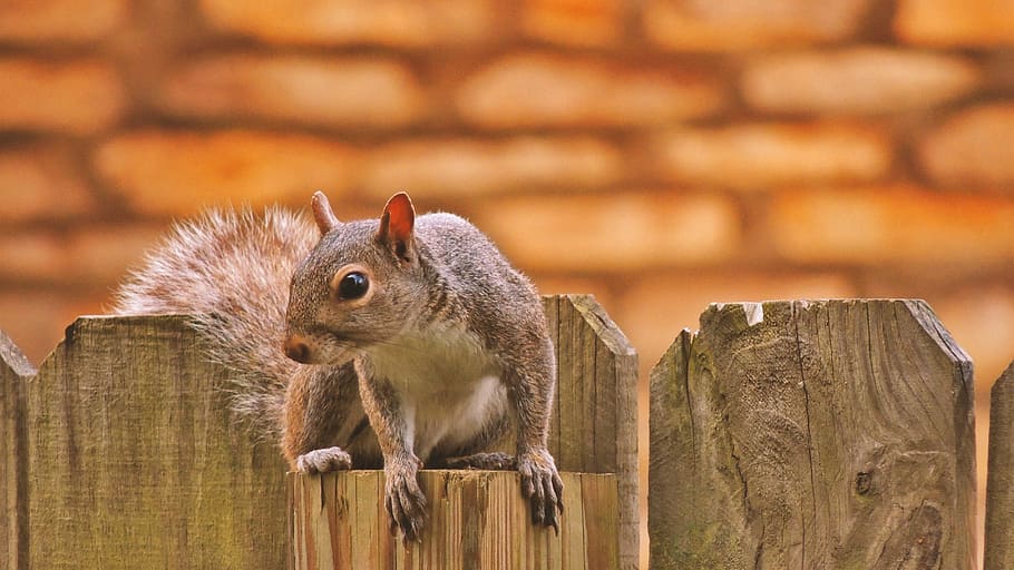brown, wooden, Squirrel, Fence, Photoshop, Photography, beautiful, animal, wildlife, kentucky