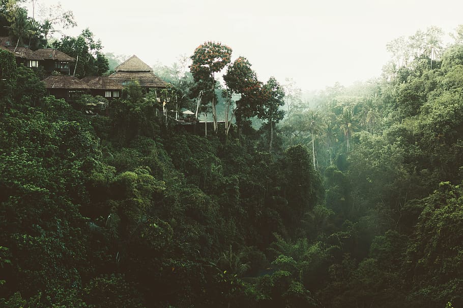 trees, house, nature, view, green, forest, vacation, terrace, trunk, adventure