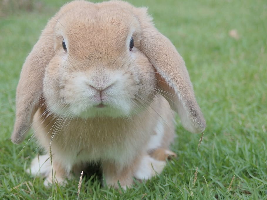 rabbit, pet, animal, green, grass, lawn, mammal, animal themes, one animal, field