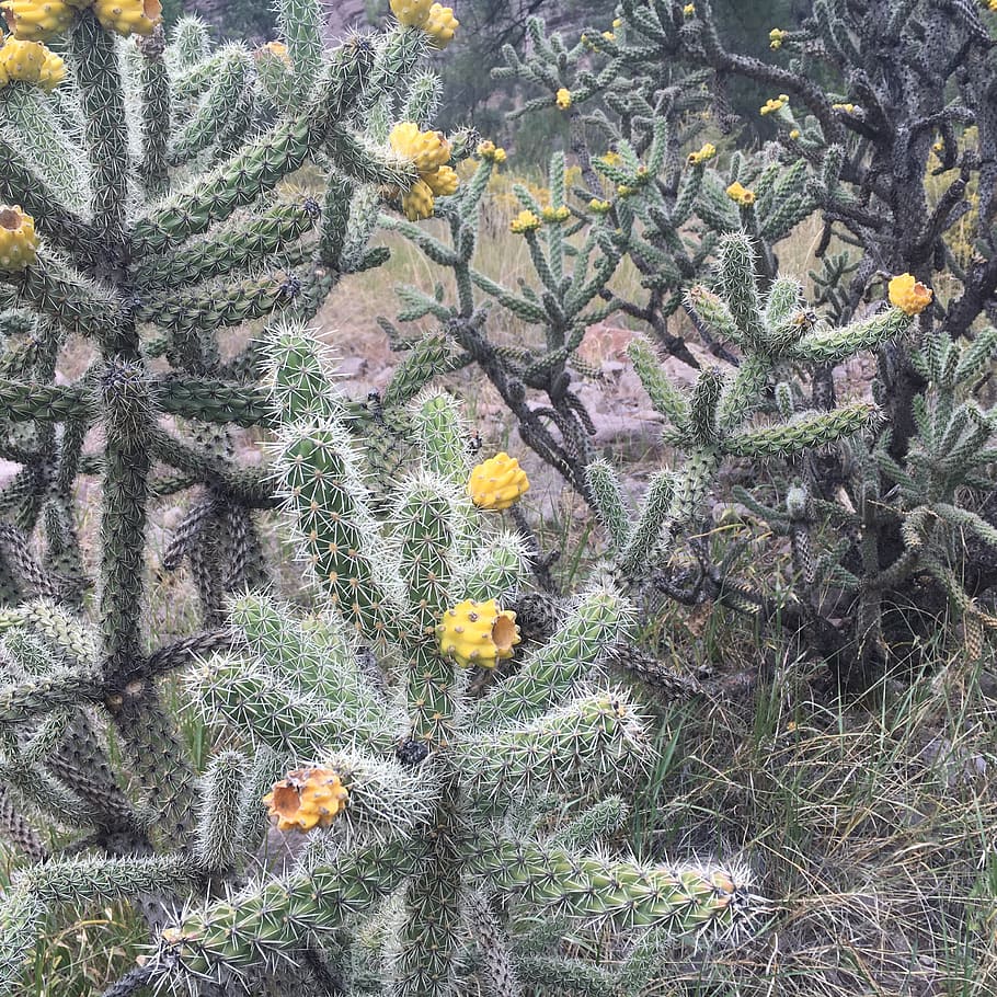 cholla, cactus, new mexico, desert, cacti, plant, vegetation, flora, southwestern, sonoran