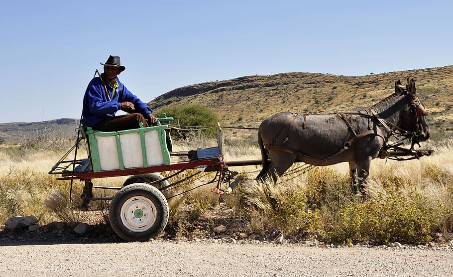 man, riding, rickshaw, pulled, donkey, africa, namibia, bauer, wagon, agriculture