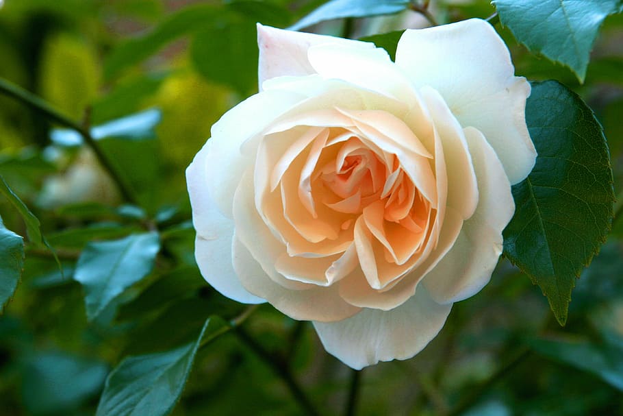 mawar putih, cinta, kuning, bunga, inggris, kekuatan, roman, dua, bersama, latar belakang