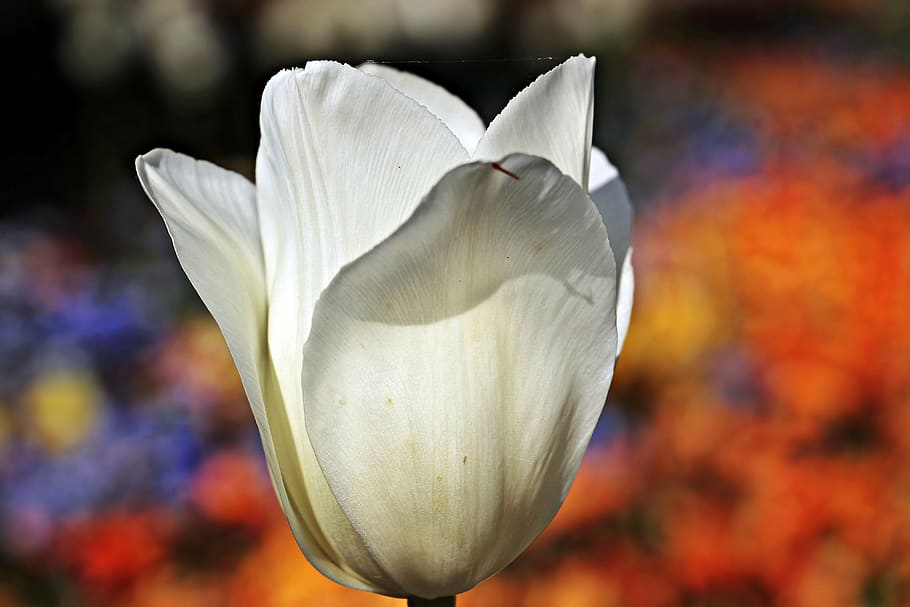 white petal flower, tulip, flower, blossom, bloom, nature, sunlight, white, white tumor, ornamental flower