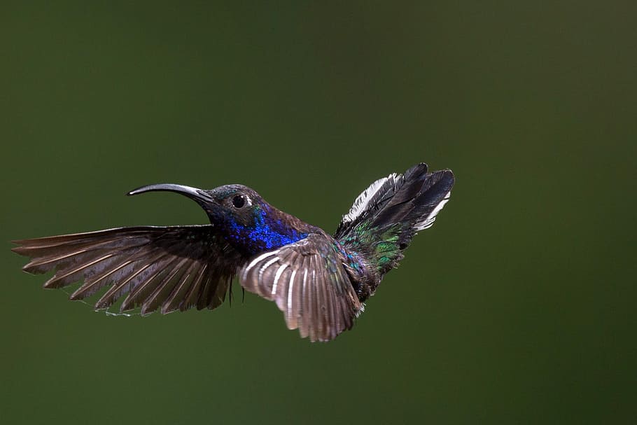 hummingbird in flight, Hummingbird, in Flight, avian, Bird, flight, photos, public domain, animal, iridescent