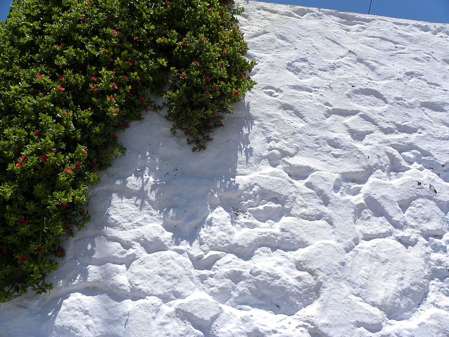 island, santorini, greece, sea, white wall, lime whitewash, lime, plant, nature, day